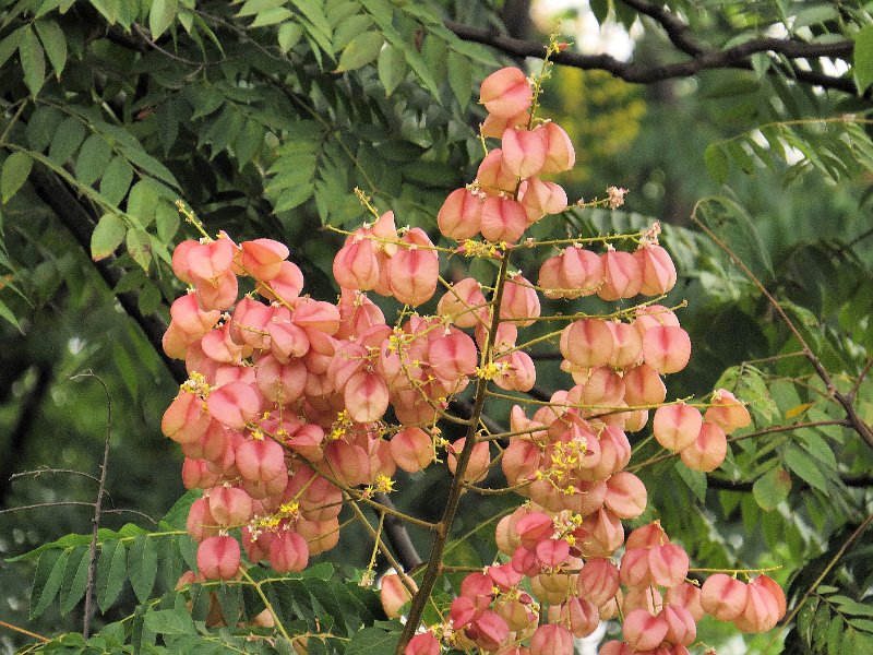 J (35) Golden Rain tree (Koelreuteria paniculata).JPG